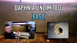 How I Raise Daphnia Water Fleas And You Can Too [upl. by Shakti]