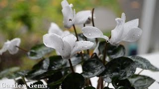 Florist cyclamen [upl. by Woodhouse85]