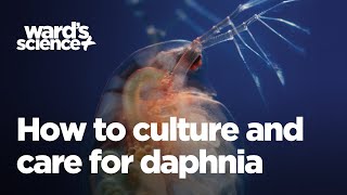 Caring and Culturing for Daphnia [upl. by Nerot455]