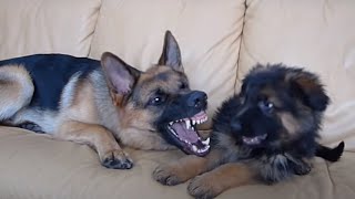 German Shepherd and Puppy Playing On Couch [upl. by Warrick]