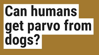 Can humans get parvo from dogs [upl. by Anila]