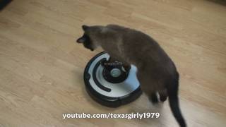 Cat shows HOW TO use iRobot Roomba Vacuum [upl. by Anyt]