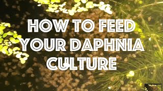 How To Feed Your Daphnia Culture [upl. by Gertie]