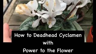 How to Deadhead Cyclamen [upl. by Baoj]