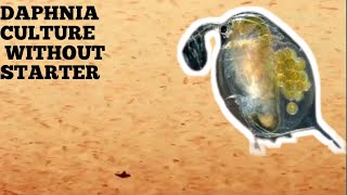 HOW TO CULTURE DAPHNIA NATURALLY WITHOUT A STARTER [upl. by Karina264]