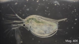 Daphnia magna under the Microscope [upl. by Elin804]