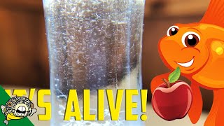 How to culture Vinegar Eels The EASY Way Live Fish Food [upl. by Sloatman624]