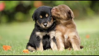 Peaceful Energetic Calming Puppies At Play With Soothing Relaxation Ambiance Classical Music [upl. by Wesle]