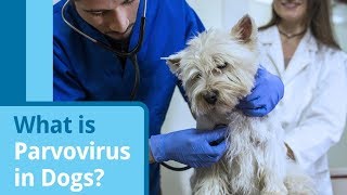 Parvovirus in Dogs Causes Symptoms and Treatment Options [upl. by Newbill]