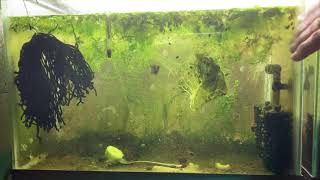 Scuds Daphnia Cherry Shrimp Copepods My aquatic food culture [upl. by Moshell630]