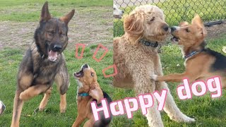 Happy Dogs Play At Dog Park Compilation  Funny Video [upl. by Ladnar]