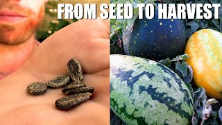 Growing Watermelons From START TO FINISH  Tips and Tricks and Some Unusual Varieties [upl. by Eloise]