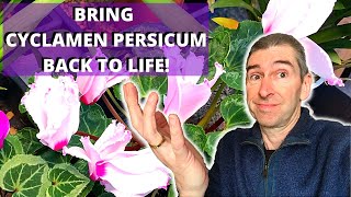 HOW TO BRING CYCLAMEN PERSICUM BACK TO LIFE  houseplant cyclamen [upl. by Celka429]