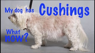 Cushings disease in dogs [upl. by Ilrac]