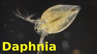 Daphnia [upl. by Aerdma]