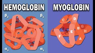 HEMOGLOBIN AND MYOGLOBIN BIOCHEMISTRY [upl. by Tucker]