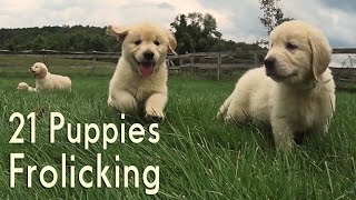 21 Adorable Golden Retrievers Puppies Play in a Field [upl. by Ruhtracam345]