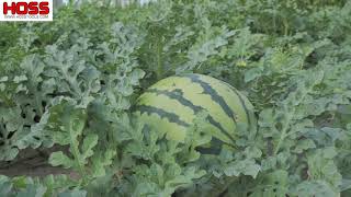 Tricks to Growing Watermelons [upl. by Tjader147]