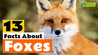 13 Facts About Foxes 🦊  Learn All About the Fox  Animals for Kids  Educational Video [upl. by Coltin]