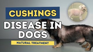 Cushings Disease in Dogs Natural Treatment [upl. by Tyne]