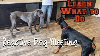 Learn how to let your reactive dog meet other dogs [upl. by Heidie514]