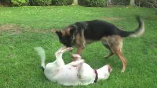 Big Dogs Playing Rough Training Video  Cutest Couple [upl. by Iteerp]