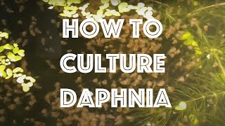 How To Culture Daphnia Magna [upl. by Alyahs]