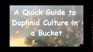 How to culture daphnia outside [upl. by Elfrieda]