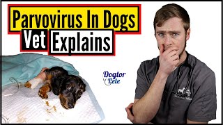 You NEED To Do This If You Want To Save Your Dog Suffering From Parvo  Vet Explains [upl. by Ellehcir70]