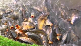 Crazy Carp at Southview Leisure Park Skegness [upl. by Oidgime]