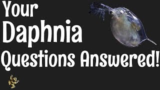 Daphnia Questions Answered [upl. by Nairoc]