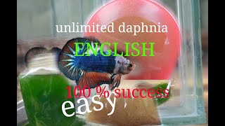 daphnia moina culture Easy way Unlimited production English  with sub Green water Chlorella [upl. by Maurer]