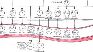 An introduction to Haematopoesis [upl. by Luapnhoj]