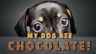 My Dog Ate Chocolate What Do I Do  Ultimate Pet Nutrition  Dog Health Tips [upl. by Garrik]