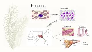 Parvovirus in Dogs [upl. by Naihtniroc618]