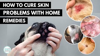 How To treat 5 Skin infection in dogs 🐕 with home remedies [upl. by Inwat]