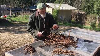 Licorice Root  How to Grow with Michael Pilarski quotSkeeterquot [upl. by Caia13]