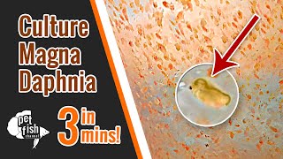 How to culture DAPHNIA MAGNA  The easy way [upl. by Auric]