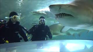 Shark Dive Xtreme  SEA LIFE Sydney Aquarium [upl. by Vivl914]