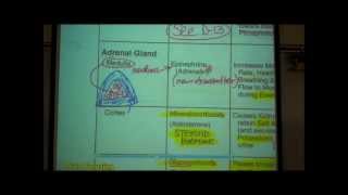 ANATOMY ENDOCRINE SYSTEM by Professor Fink [upl. by Kumar]