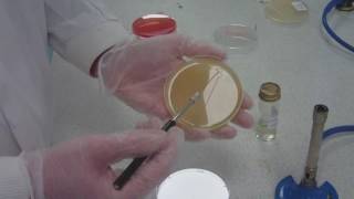 How to streak plating for microbiology take 5 [upl. by Chrissie]