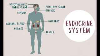 What is endocrinology [upl. by Eelrahs]