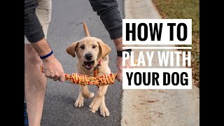 Dog Training Tutorial How To Play With Your Dog [upl. by Morgenthaler]