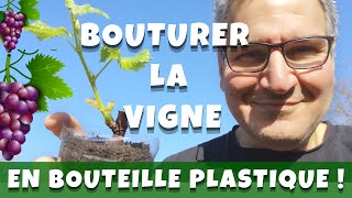 Bouturer la vigne en bouteille plastique [upl. by Sucy421]