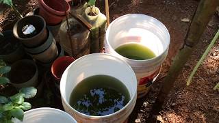 How to grow Green Water Algae [upl. by Taft]