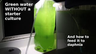 Green Water WITHOUT a Starter Culture  From Scratch  How To [upl. by Amaty]