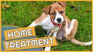 Dog Skin Allergy Home Remedies  Cure their Itch [upl. by Leventis]