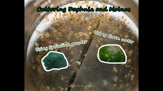 How To Culture Daphnia and Moinas using Green Water Spirulina powder [upl. by Mendel]