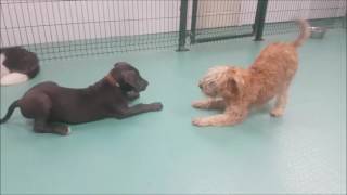 Dogs playing in daycare [upl. by Enaoj]