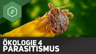 Parasitismus – Ökologie 4 [upl. by Ical684]